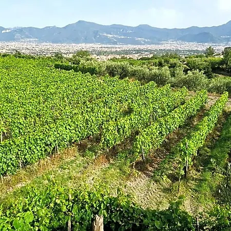 Vesuvio Bed & Wine Experience